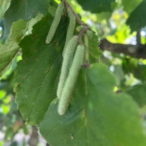 WhatsApp Image 2025-01-28 at 15.20.21 (1)